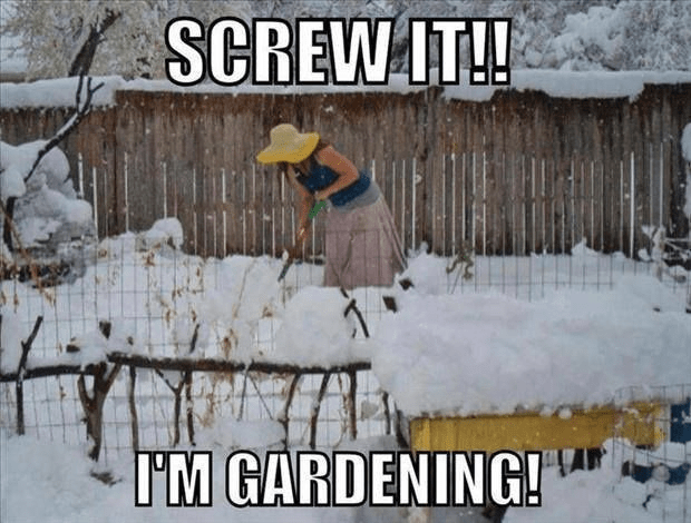 Gardening in january