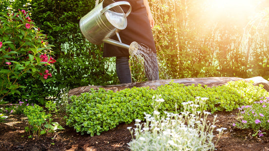 spring veggies fruits gardening