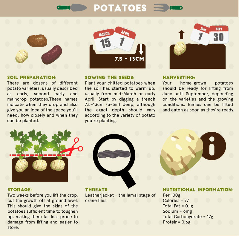 🎁 Guide de culture de légumes gratuit pour les débutants